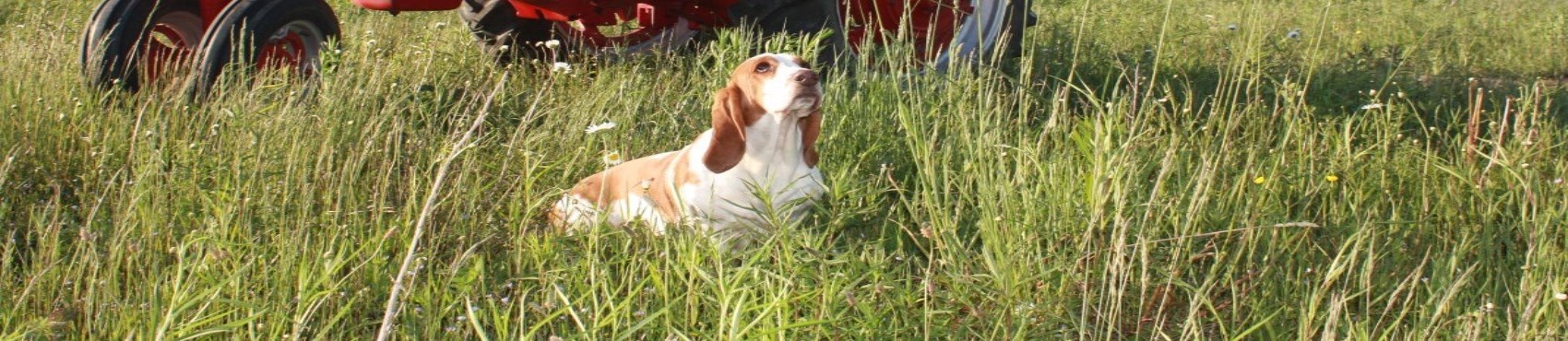 Dog in Tall Grass